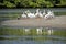 A flock of White Pelicans together on a sandbar.