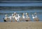A flock of White Pelicans together on a sandbar.