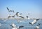 Flock of white sea gulls