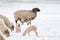 Flock of white sheep with lambs, eating grass covered with snow. a newborn lamb that still has blood on its navel