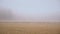Flock Of White Sheep Running In The Mist On Yellow Grass In Siberian Early Morning Scenery