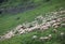 flock with white shorn sheep without fleece after shearing on me