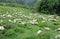 flock with white shorn sheep without fleece after shearing and s