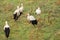 Flock of white storks on green grass in nature. Many white storks, Ciconia ciconia standing in meadow, looking for food.