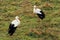 Flock of white storks on green grass in nature. Many white storks, Ciconia ciconia standing in meadow, looking for food.