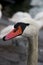 Flock of white swans feeding in the port in winter