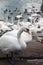 Flock of white swans feeding in the port in winter