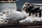 flock of white swans feeding in the port in winter