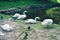 Flock of white swans and grey doves near lake in Stryisky public park, Lviv., Ukraine