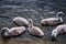 A flock of white swans in the park