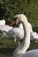 A flock of White swans resting