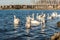 Flock of white swans swimming on the blue river surface against dry plants on the shore in sunny spring day