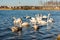 Flock of white swans swimming on the blue river surface against dry plants on the shore and suspension bridge in sunny spring day