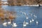Flock of white swans swimming on the blue river surface against dry plants on the shore and suspension bridge in sunny winter day