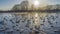 A flock of white swans swims in an ice-free lake at sunset.