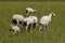 Flock of white swiss sheep standing outdoors