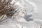 A Flock of White-tailed Ptarmigans Resting Near Their Made Trail in a Snowfield