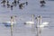 Flock of white tundra swans in water