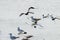 Flock of White-winged Terns Flying
