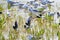 Flock of White-winged Terns Flying