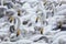 flock of Whooper swan and ducks wintering on thermal lake Svetloe Lebedinoe, Altay, Russia