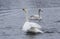 A flock of Whooper swan and ducks wintering on the thermal lake Svetloe Lebedinoe,Russia