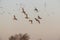 Flock of wigeon ducks flying in unison against a clear sky, creating an impressive sight