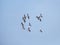 A flock of wild ducks in the blue sky