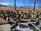 A flock of wild ducks by Daybreak lake in South Jordan Utah. Migratory birds on vacation being fed by locals.