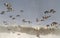 Flock of wild ducks flying in fog