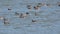 A flock of wild ducks swim in the river. Anas platyrhynchos