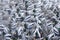 A flock of wild ducks on the water, close-up, blurred silhouettes of birds