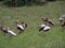 Flock of wild egrets hunting bugs