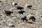 Flock of wild goats in the mountains. Mountain wild animals, Nepal