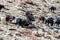 Flock of wild goats in the mountains. Mountain wild animals, Nepal