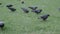 A flock of wild gray doves and sparrows feed on a green field