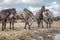 Flock of wild horses gazing in the meadow on a cloudy day