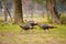 A flock of wild Osceola turkeys in Florida