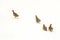 Flock of wild partridges walks on white snow of the winter steppe. Wildlife birds.