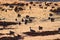 A flock of wild pintail ducks (Anas acuta) in a swampy tundra