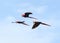 Flock of wild scarlet macaws flying, corcovado, costa rica