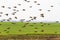 Flock of wild sparrow flying over field