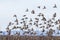 Flock of wild sparrow. Passer montanus.