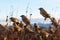 A flock of wild sparrows, featuring the Passer montanus species
