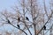 A flock of winter rooks of five birds sitting on maple in January