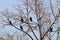 A flock of winter rooks sitting in maple branches in January