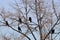 A flock of winter rooks sitting and resting in maple branches in