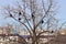 Flock of winter rooks sitting on tree against background o