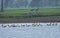 Flock of Winter Visitors Bar-headed goose Anser indicus in the Lake