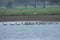 Flock of Winter Visitors Bar-headed goose Anser indicus in the Lake